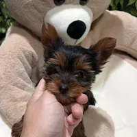 Dunkin , a male Yorkshire Terrier for sale in Bourne, MA – Photo 3 of 4