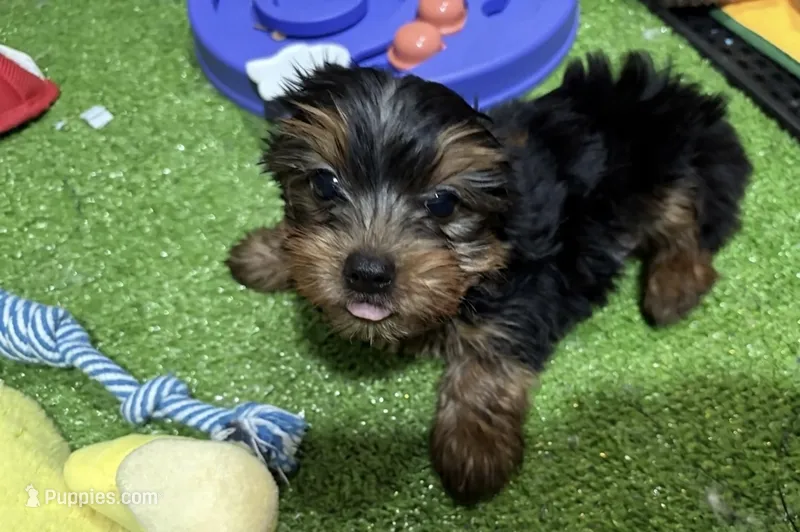 Zack – Yorkshire Terrier puppy for sale in Bourne, MA