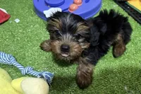 Zack, a male Yorkshire Terrier for sale in Bourne, MA – 1 of 1