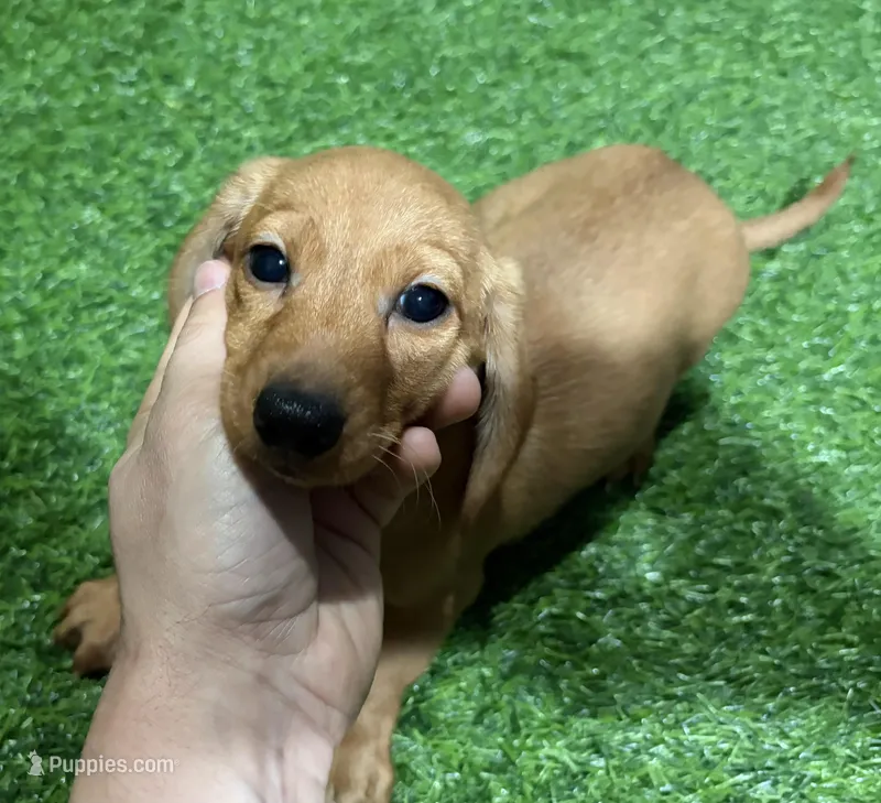 Olive – Dachshund puppy for sale in Bourne, MA