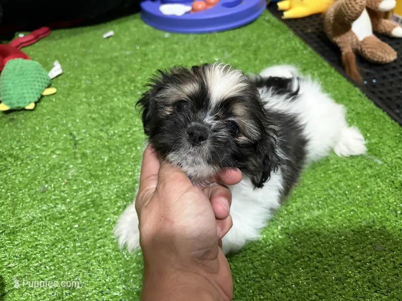 Teddy, a male Shichon for sale in Bourne, MA – 1 of 1