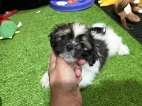 Teddy, a male Shichon for sale in Bourne, MA – 1 of 1
