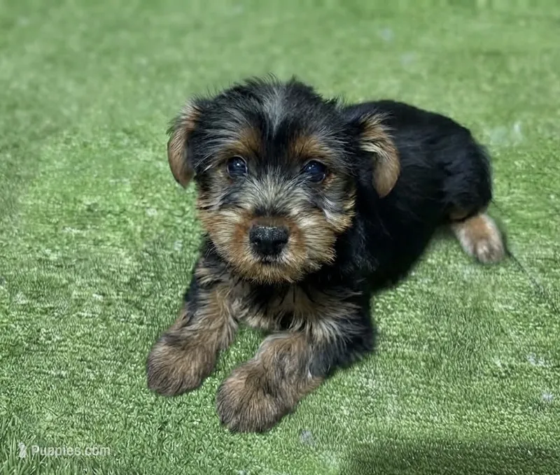Yorkie – Yorkshire Terrier puppy for sale in Bourne, MA