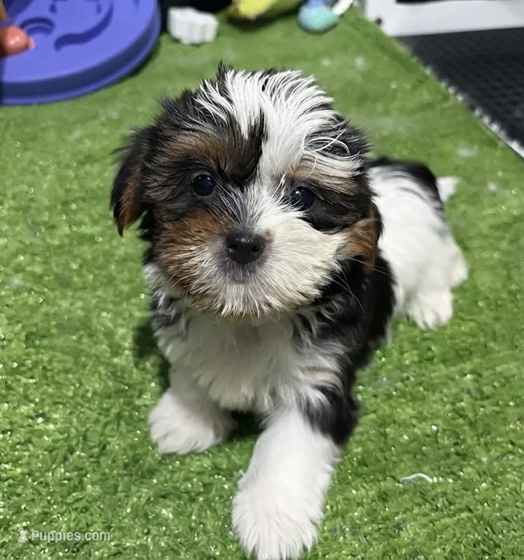 Daisy – Shorkie puppy for sale in Bourne, MA