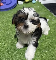 Daisy, a female Shorkie for sale in Bourne, MA – 1 of 1