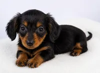 Ugo, a male Miniature Dachshund for sale in Bourne, MA – 2 of 2