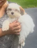 Soph, a female Shichon for sale in Bourne, MA – 2 of 2