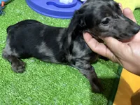 Obi, a female Miniature Dachshund for sale in Bourne, MA – 4 of 4