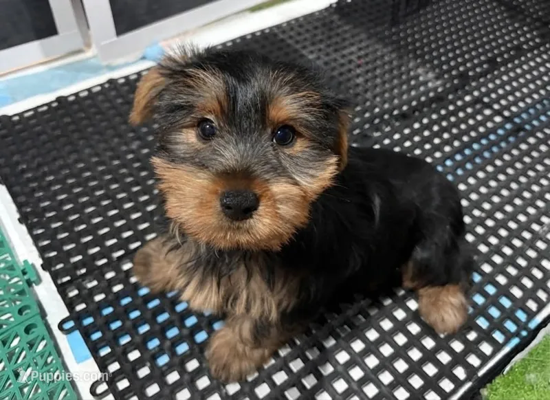 Beau – Yorkshire Terrier puppy for sale in Bourne, MA