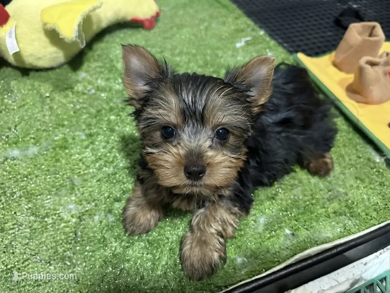 Zack – Yorkshire Terrier puppy on hold in Bourne, MA