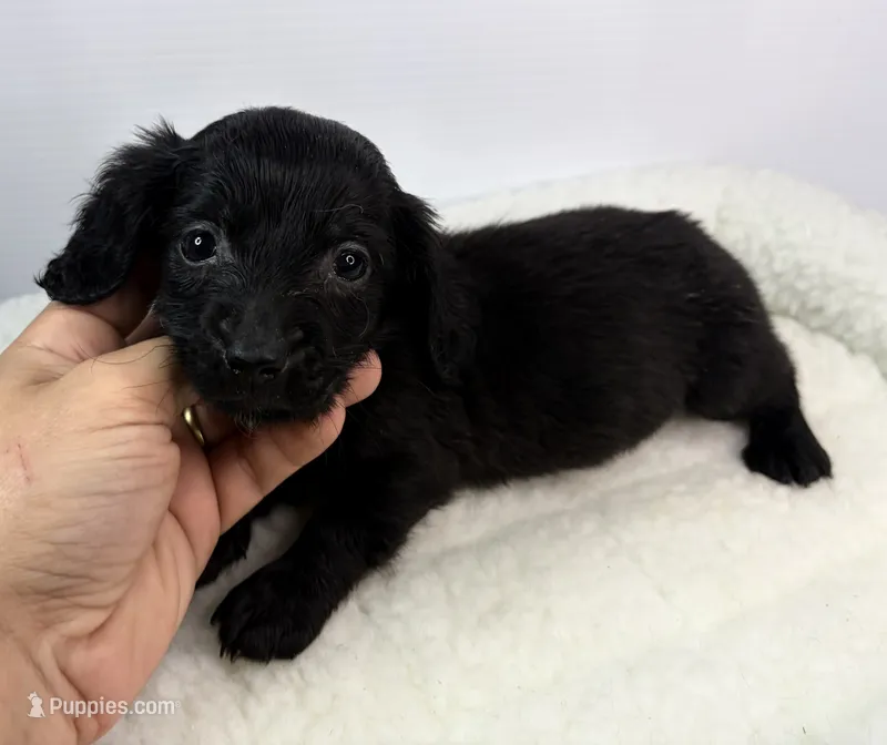 Teo – Miniature Dachshund puppy for sale in Bourne, MA