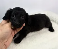 Teo, a male Miniature Dachshund for sale in Bourne, MA – 1 of 1