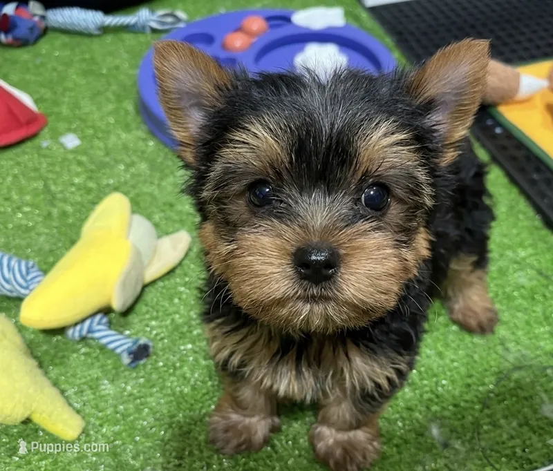 Xara – Yorkshire Terrier puppy on hold in Bourne, MA