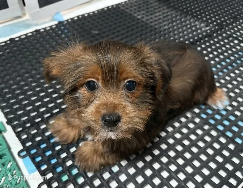 Abe – Shorkie puppy for sale in Bourne, MA