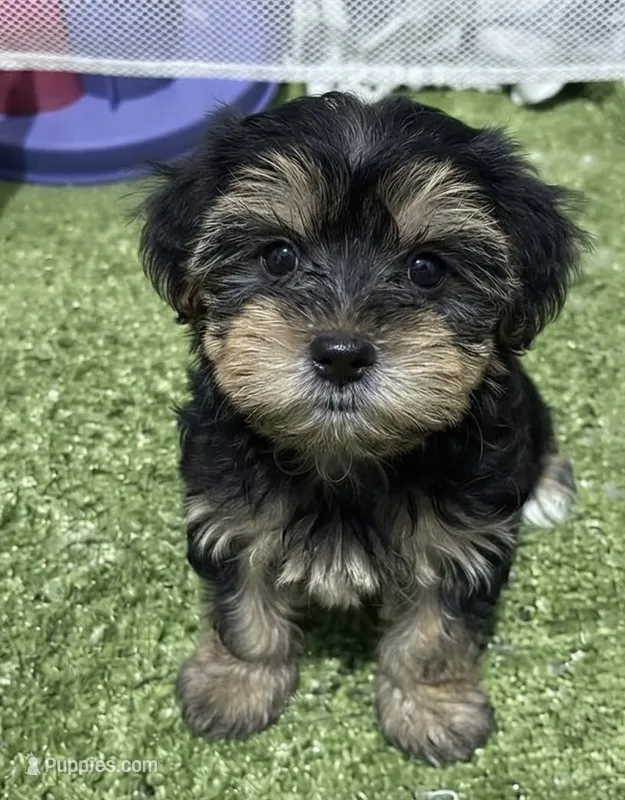 Mike – Morkie puppy for sale in Bourne, MA