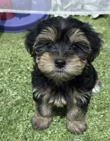 Mike, a male Morkie for sale in Bourne, MA – 1 of 1