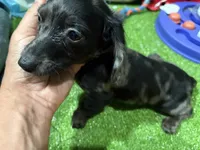Obi, a female Miniature Dachshund for sale in Bourne, MA – 3 of 4