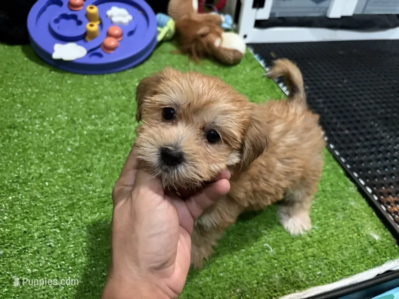 Buddy – Morkie puppy for sale in Bourne, MA