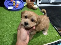 Buddy, a male Morkie for sale in Bourne, MA – 1 of 1