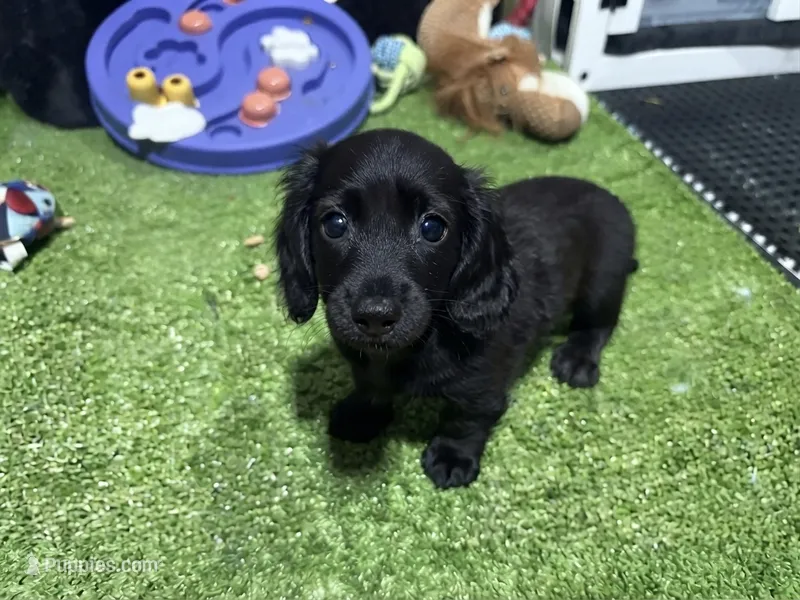 Kia – Miniature Dachshund puppy for sale in Bourne, MA