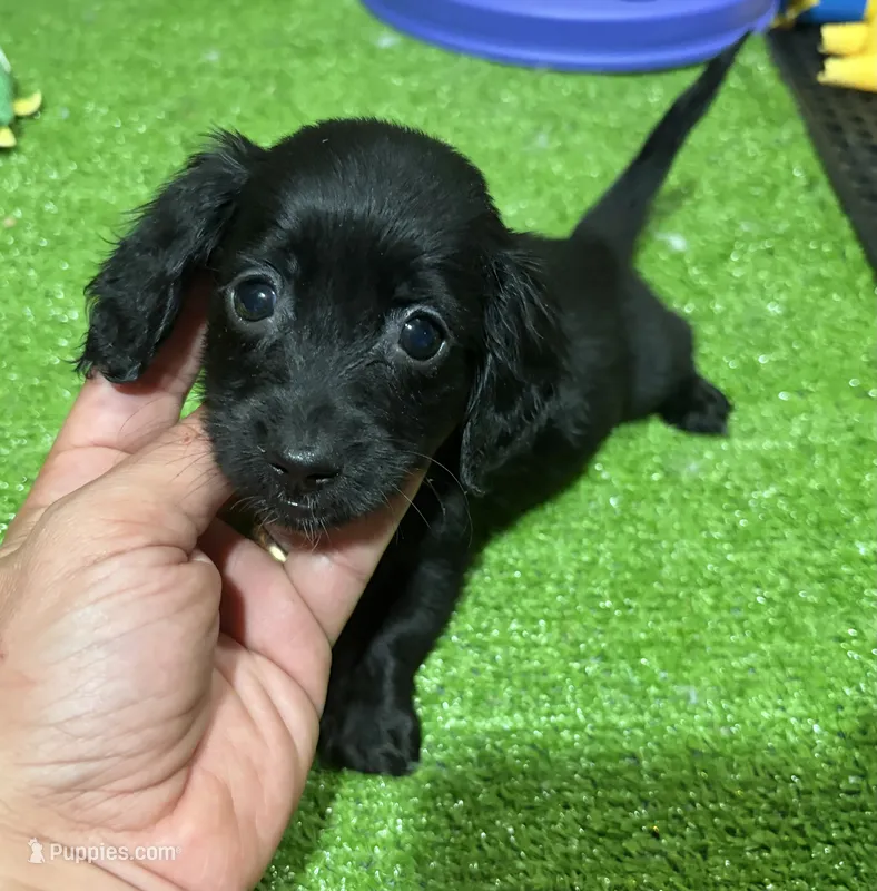 Nela – Miniature Dachshund puppy for sale in Bourne, MA