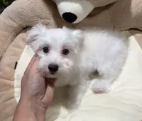 Ugo, a male Maltese for sale in Bourne, MA – Photo 4 of 5