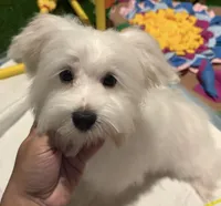 Ugo, a male Maltese for sale in Bourne, MA – Photo 1 of 5