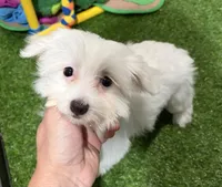 Ugo, a male Maltese for sale in Bourne, MA – Photo 5 of 5