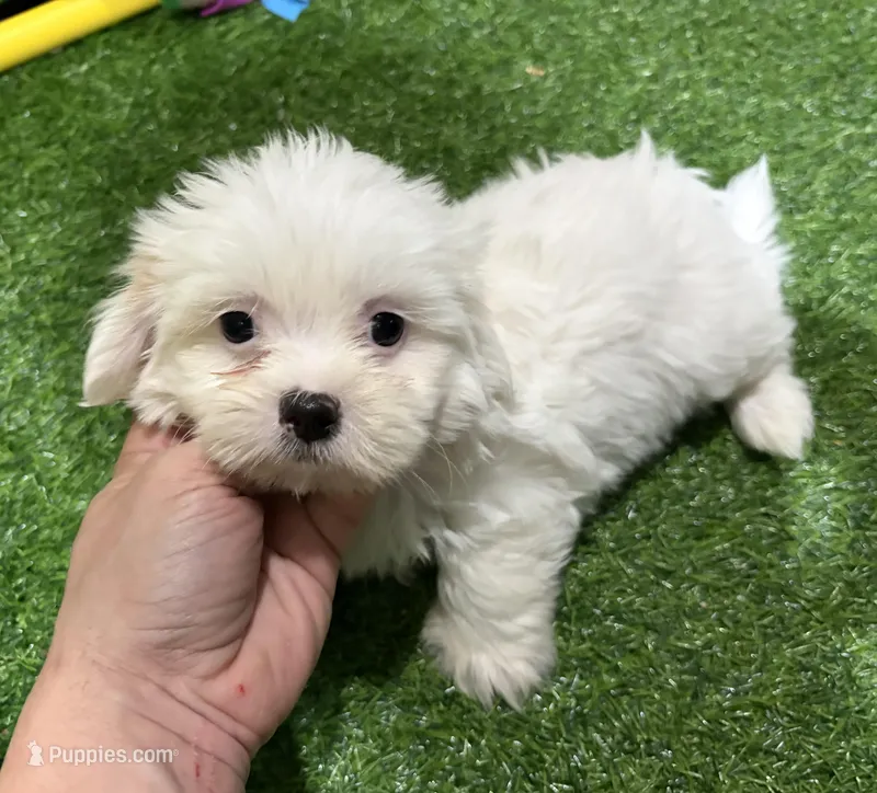 Jake – Shichon puppy for sale in Bourne, MA