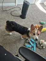 Benji, a male Pembroke Welsh Corgi for sale in Rochester Hills, MI – 3 of 3