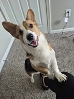 Benji, a male Pembroke Welsh Corgi for sale in Rochester Hills, MI – 2 of 3