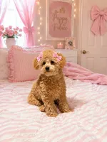 Baby girl , a female Poodle - Toy  for sale in Farmville, NC – 1 of 1