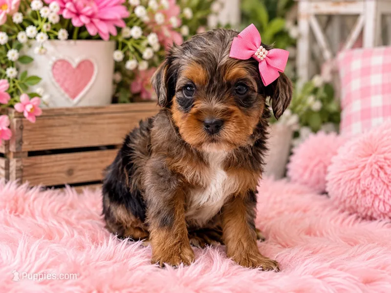 Diamond – Cavapoo puppy for sale in Farmville, NC