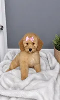Caroline, a female Poodle - Miniature  for sale in Farmville, NC – 1 of 1