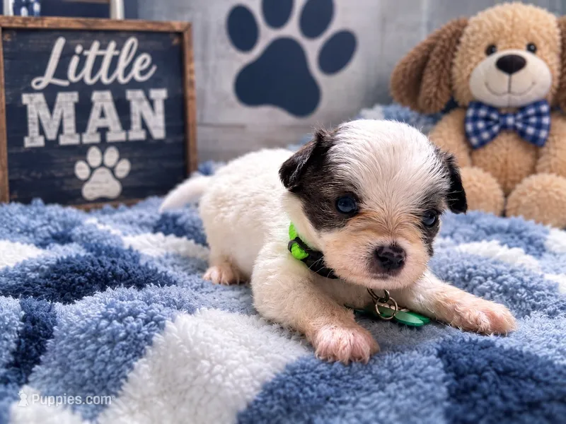Little Man – Peekapoo puppy on hold in Farmville, NC
