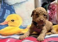 Leroy, a male Poodle - Miniature  for sale in Farmville, NC – 2 of 2