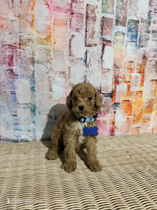 Finley  – Poodle - Miniature  puppy for sale in Farmville, NC