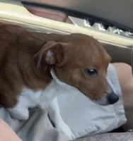 Ryder, a male Chiweenie for sale in Farmville, NC – 2 of 2