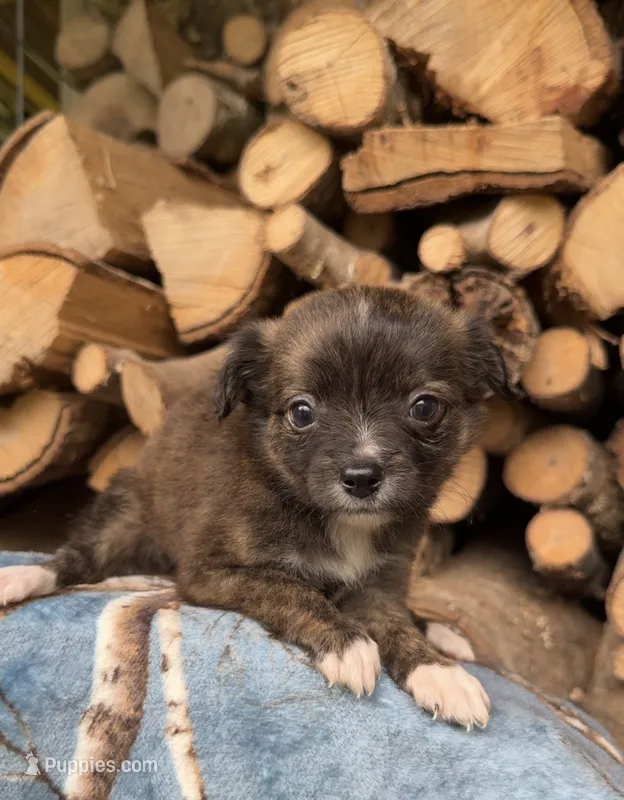 Jake – Shihpoo puppy on hold in Farmville, NC