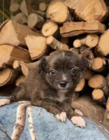 Jake, a male Shihpoo for sale in Farmville, NC – 1 of 2