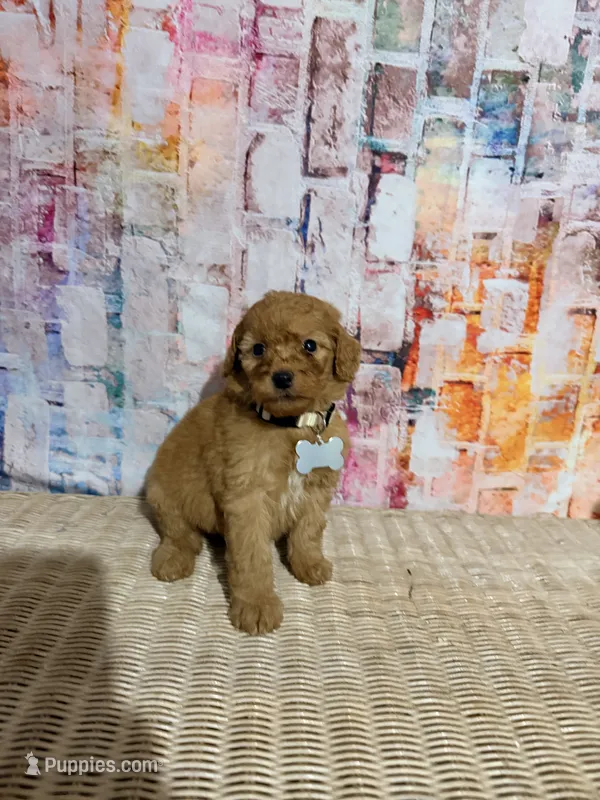 Leroy – Poodle - Miniature  puppy for sale in Farmville, NC