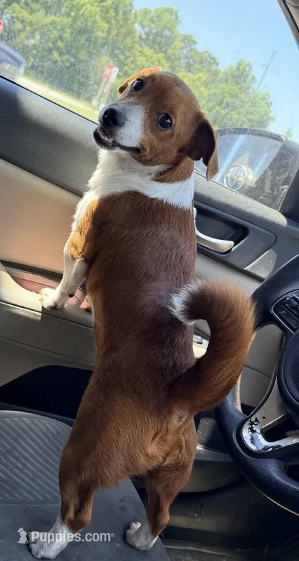 Ryder – Chiweenie puppy for sale in Farmville, NC