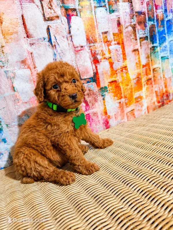 Dakota – Poodle - Miniature  puppy for sale in Farmville, NC
