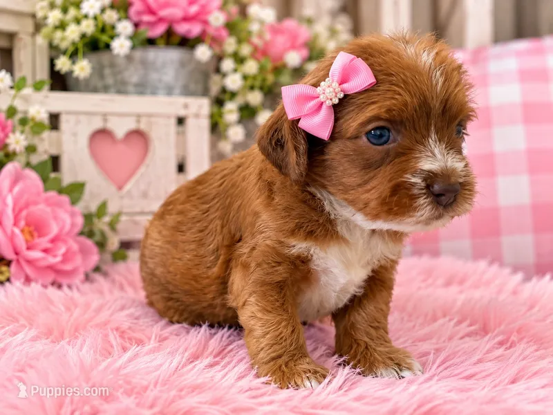 Delilah – Cavapoo puppy for sale in Farmville, NC