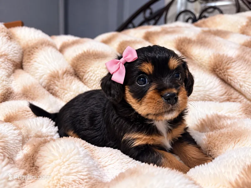 Marley – Cavapoo puppy for sale in Farmville, NC