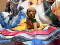 Dakota, a male Poodle - Miniature  for sale in Farmville, NC – 2 of 2