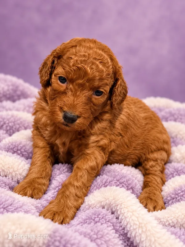 Stella – Miniature Goldendoodle puppy for sale in Farmville, NC