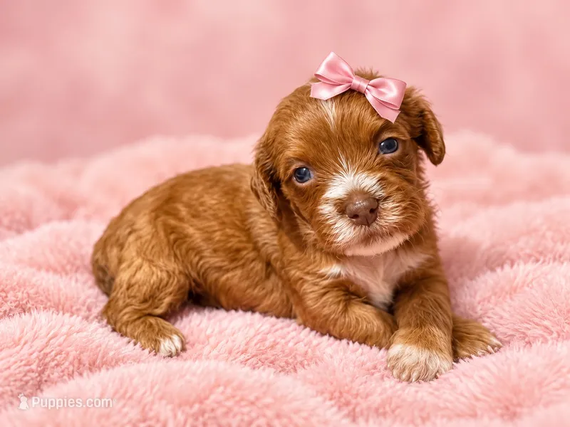 Delilah – Cavapoo puppy for sale in Farmville, NC