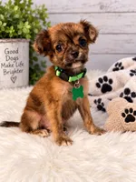 Noah , a male Shihpoo for sale in Farmville, NC – 1 of 1