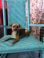 Chewy , a female Chihuahua for sale in Farmville, NC – 2 of 3
